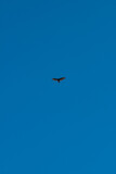 Fototapeta Na sufit - seagull in the sky