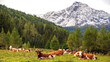 Junge Rinder auf einer Almweide - Idyllische Alpenlandschaft - glückliche Kühe