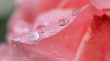  Macro closeup photo of raindrops on a fresh pink rose after the rain