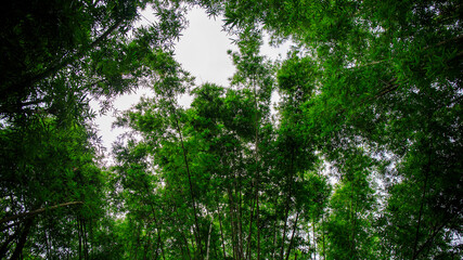 Wall Mural - Bamboo tree leaf in the real forest. When Looking up.