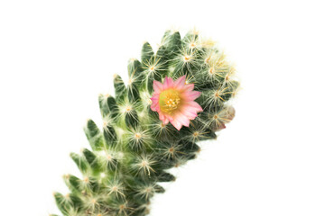 Cactus isolated on white background.