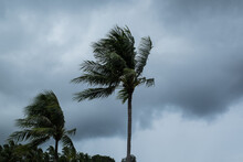 Coconut Palm Tree Blowing In The Winds Before A Power Storm Or Hurricane