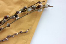 Willow Branch With Catkins On Kraft Paper Envelope. Spring Holiday Background With Pussy-willow Twigs. Overhead View, Copy Space
