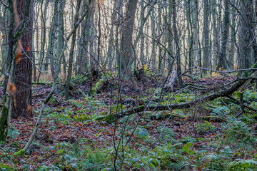 Wall Mural - Abundant bare trees on a ground with green ferns and wild plants in Dal van de Roodebeek, Dutch nature reserve, winter day in Schinveld, South Limburg, Netherlands