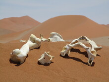 Bleached White Animal Bones In Hot Dry Desert Sand Dunes