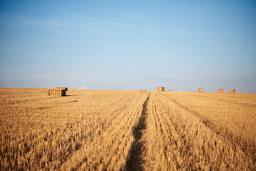 Natural yellow field landscape in summer with blue sky. Stubble field with straw bales on it, during harvest season in countryside. Agricultural rural background. Ecological food production.