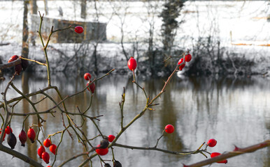 Sticker - Paysage hivernal 