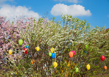Easter Shrub With Hanging Colorful Eggs, Blue Sky With Clouds