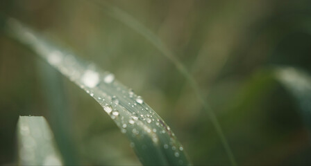 Bokeh green natural background with isolated grass with water drops