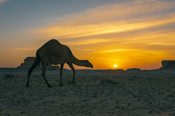 Wall Mural - Beautiful Sunset Desert Landscape near Al Sarar Saudi Arabia.