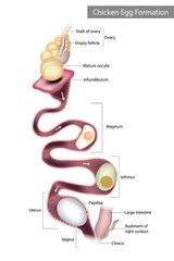 Chicken Egg Formation. Chicken oviduct segments. Embryology of chicken