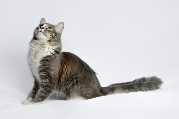 Wall Mural - Portrait of a young fluffy cat of a dark color with stripes sitting on a gray background. Studio portrait of a sitting cat on a gray background