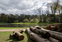 Large Sawn Tree Logs Lying By The Bank Of A Lake, Studley Royal, Ripon, North Yorkshire, UK.