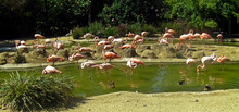 Group Of Flamingos Looking For Food In The Lake,California.