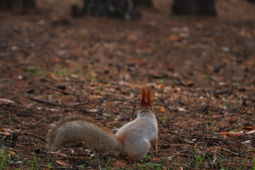 Wall Mural - Cute red squirrel in forest, back view