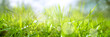 Dewy fresh grass in spring sun. Seasonal meadow background with light bokeh and short depth of field. Horizontal close-up with space for text.