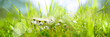 Daisies in a fresh green spring meadow. Seasonal sunny background with light bokeh and short depth of field. Horizontal close-up with space for text.