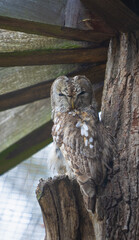 Vertical shot of a funny owl bird standing on the tree trunk on the wooden roof background