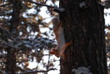 Fototapeta Las - Cute squirrel on pine tree in winter forest