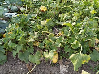 zucchini growing in the garden