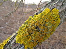 Yellow Moss Grows On The Tree
