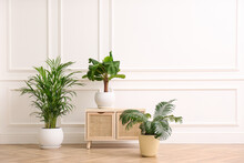 Different Beautiful Indoor Plants And Wooden Commode Near White Wall In Room. House Decoration