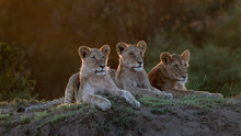 Africa, Kenya, Maasai Mara National Reserve. Close-up Of Three Resting Lionesses.