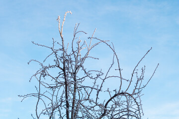 Icicles on a fruit tree with beautiful blue sky. Winter concept