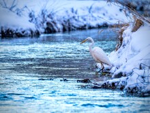 Snowy Egret In Winter