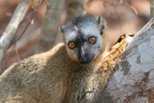 Africa, Madagascar, Kirindy Reserve. A Female Red-fronted Brown Lemur Relaxes In The Shade.