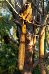 Wall Mural - Africa, Madagascar, Anosy, Berenty Reserve. A female red-fronted brown lemur sitting high in a tree.