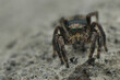 Jumping Spider in Nature