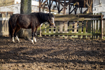 Wall Mural - Brown pony outside in the paddock.