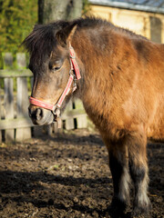 Wall Mural - Brown pony outside in the paddock.