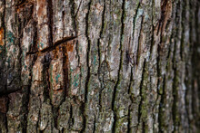 Closeup Shot Of An Old Tree Bark Texture