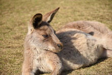 Grey Kangaroo On Field Close Up