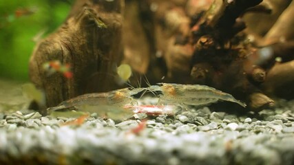 Sticker - Amano shrimps eating dead neon fish.