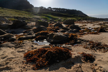 Poster - Beach view at Garie Beach, with lots of seaweed & bluebottles on the beach