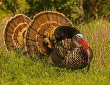 Two Wild Turkey Gobblers Strutting Together