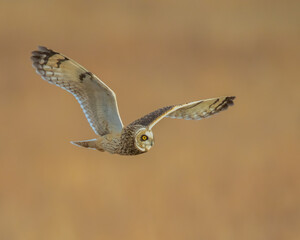 Wall Mural - Short Eared Owl in flight