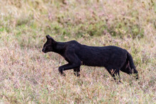 Africa, Tanzania, Serengeti National Park. Black Serval Cat In Grass.