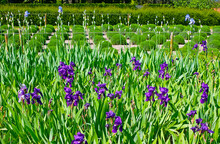 The Bright Iris Flowers In Van Gogh Field, Saint-Paul Asylum, Saint-Remy-de-Provence, France