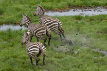 Africa, Tanzania, Aerial View Of Herd Of Plains Zebra (Equus Burchellii) Running Through Lush Swamp Along Shore Of Lake Natron