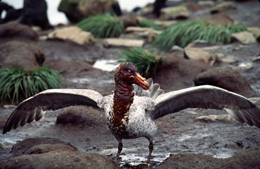 Sticker - Southern Ocean, South Georgia Island. A Southern Giant Petrel (Macronectes giganteus) in a courtship display. This petrel had been gorging on a dead seal.