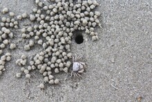High Angle View Of Crab By Hole At Beach