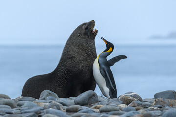 Wall Mural - Salisbury Plain, South Georgia Island. Fur seal blocks King penguins route to the sea.