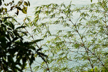 Sticker - Trees along Kaptai Lake, Rangamati, Chittagong Division, Bangladesh