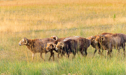 Sticker - Sheep on pasture, Sayram Lake, Yining (Ghulja), Xinjiang Province, China