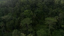 Aerial Shot Flying Over Tropical Tree Canopies And Tilting Downward Towards Thick Tropical Vegetation Below
