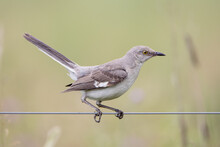 Mockingbird Sitting On A Wire